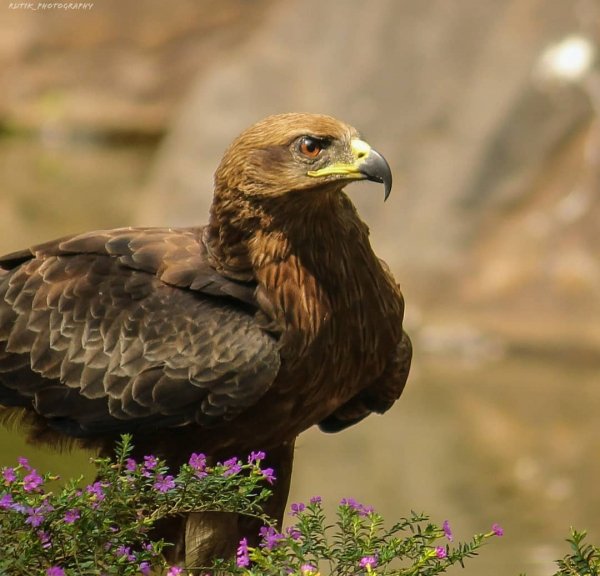 ИНДИЙСКИЙ ПОДОРЛИК