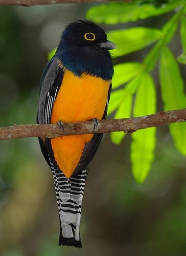 Фиолетовый трогон