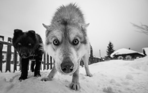 dog1244