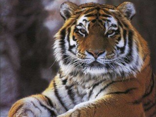 z.tiger