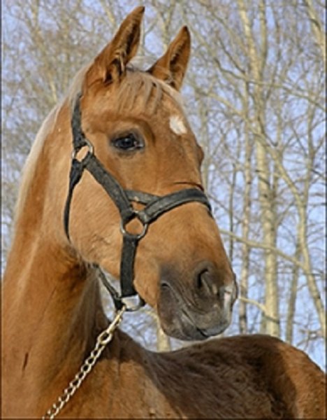 Алтайская порода лошадей (2)