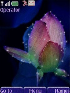 night lotus tn