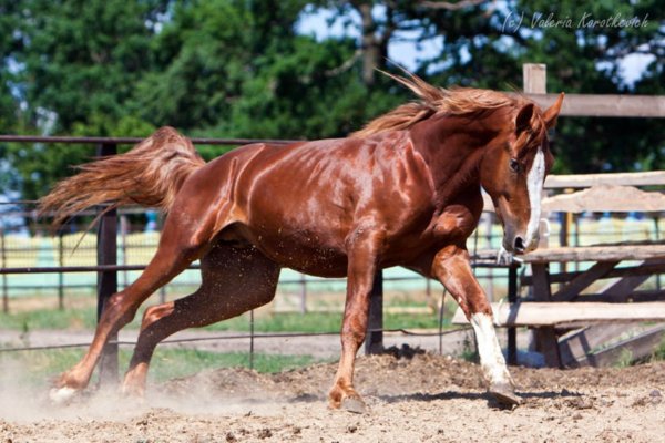 Лошадь Латвийская