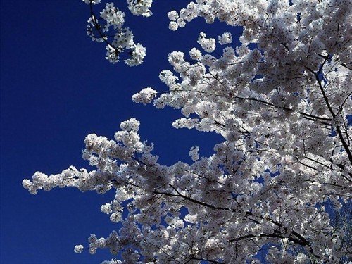 file_86391089
