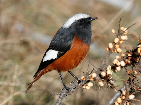 Горихвостка (3)