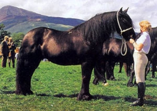 Фелл (пони) (4)