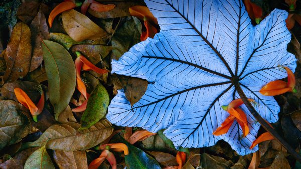 Cecropia ROW3559671594 UHD