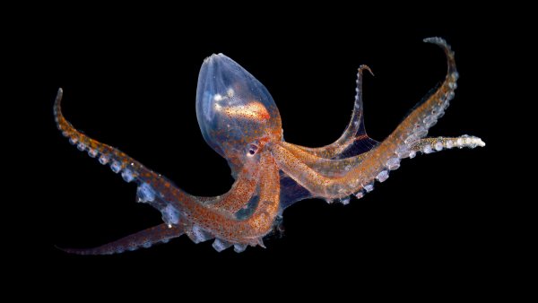 Glass Octopus Стеклянный осьминог UHD Обои 8K