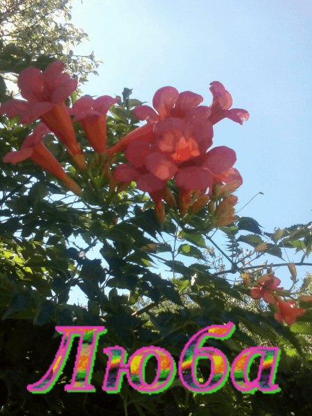 Люба(цветы)