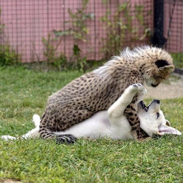 foto-prickol-animals-0109-2014-30