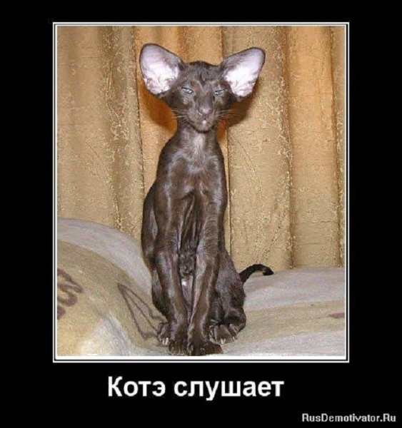 Котэ слушает