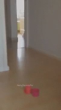 Попугай - хулиган