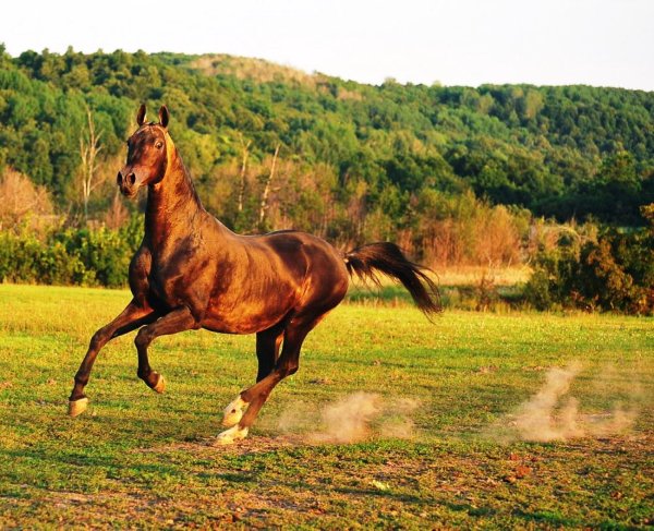 Лошадь Ахалтекинская 6