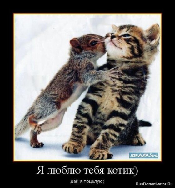 Я люблю тебя, котик...