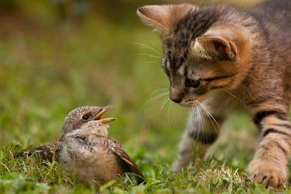 Котэ обои ПК