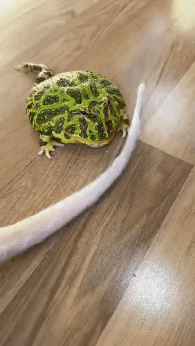 Африканская Лягушка хочет Кошку сожрать!