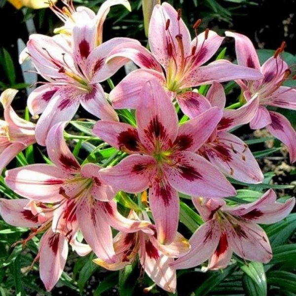 Азиатские лилии