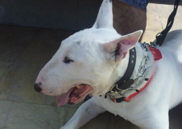 Бультерьер. (3)