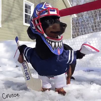 мой хозяин идиот