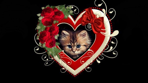Kitten Valentines Heart