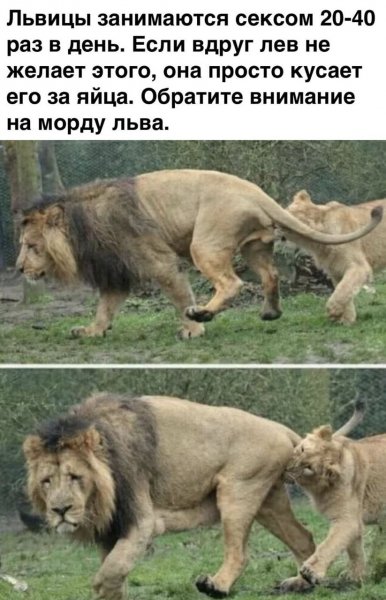 Бедный Левушка