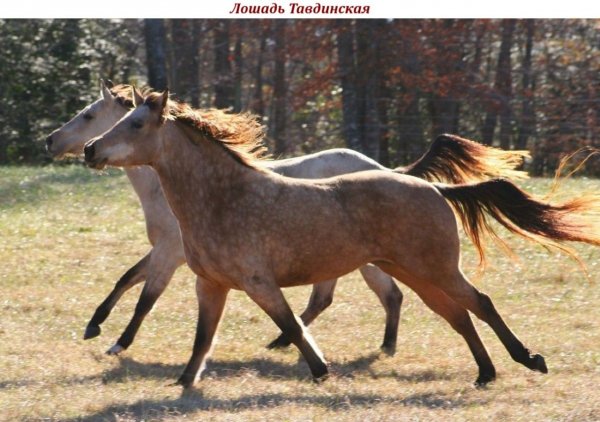 Лошадь Тавдинская