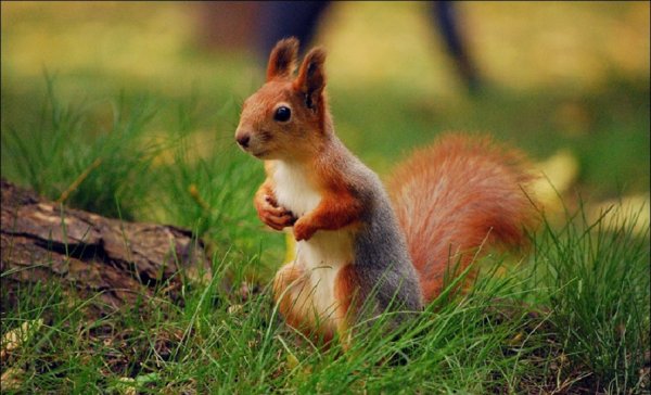 Белка.9.