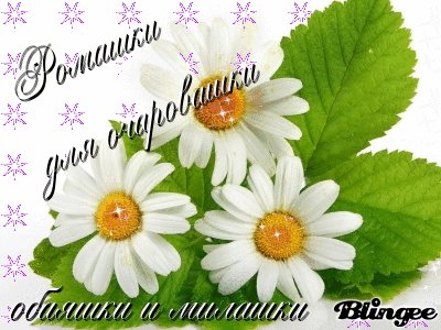 ромашки 000210
