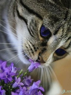 file_51938346