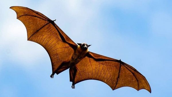Fruit-bat-gliding-animal-wildlife-flying
