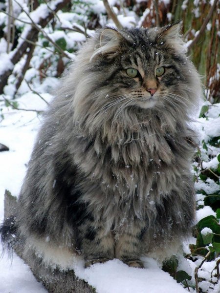Норвежский кот (3)