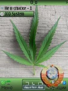 Cannabis