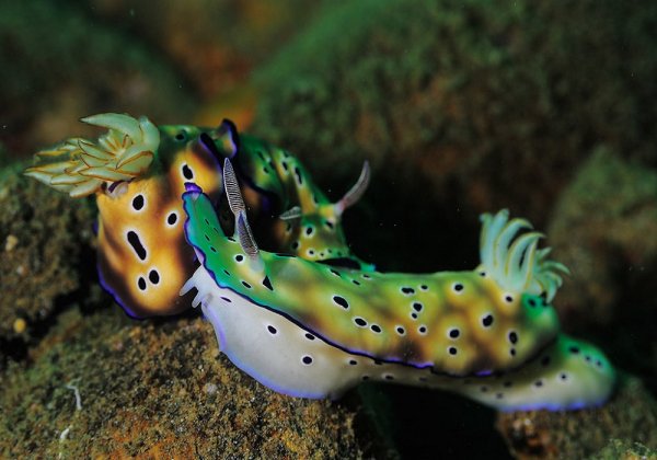 голожаберный моллюск