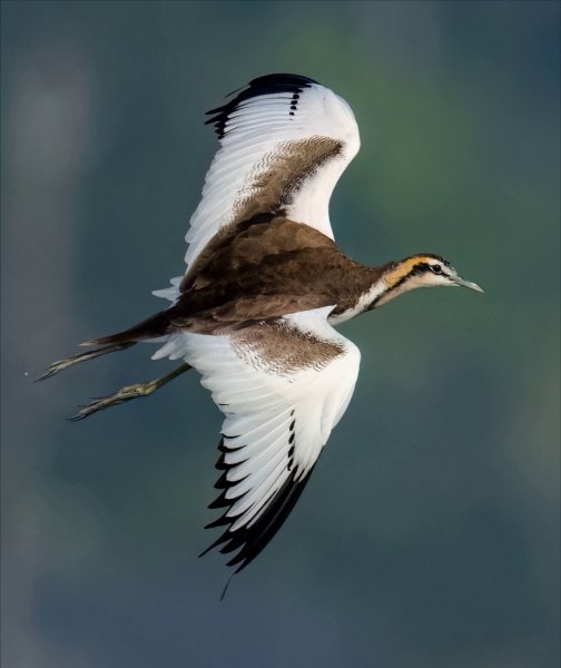 ВОДЯНОЙ ФАЗАНЧИК