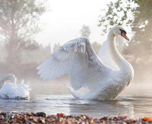 getImage (2)