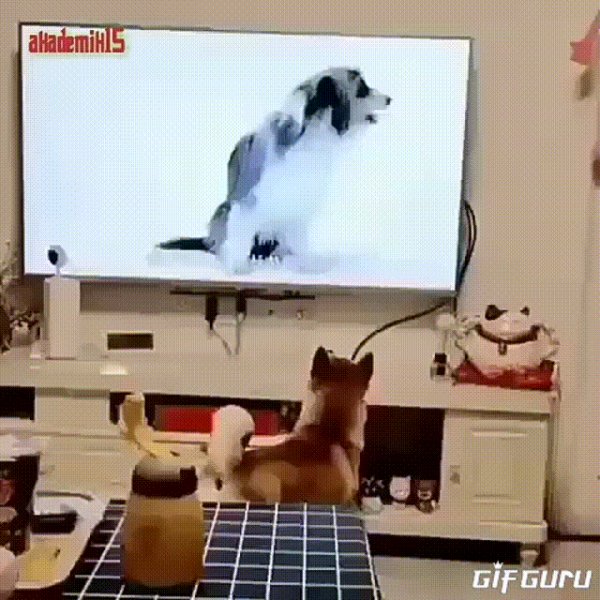 Gif 20210201210325296 by gifguru
