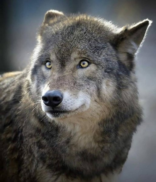 volf