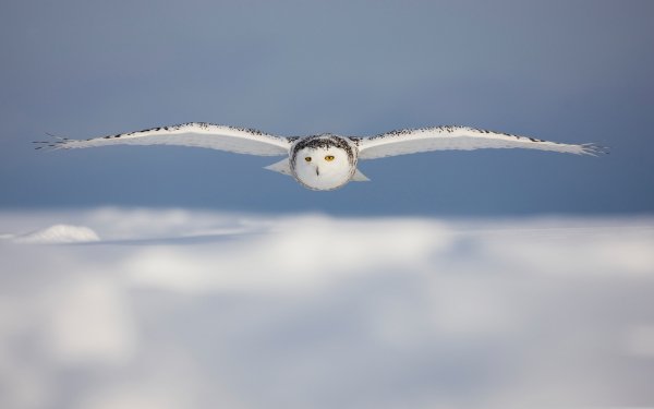 Wallpapers for a desktop are Animals of