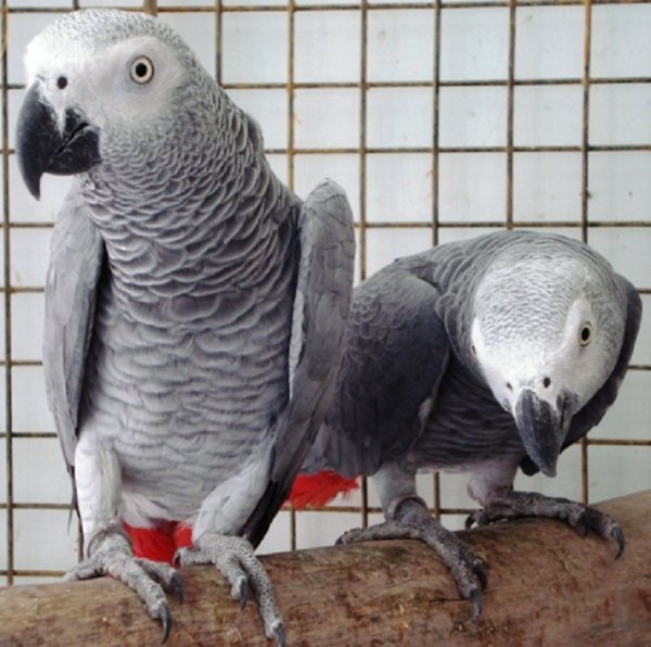 Жако