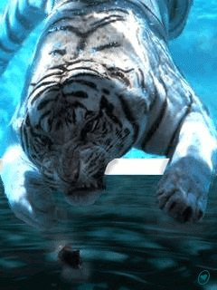 Moonlight tiger