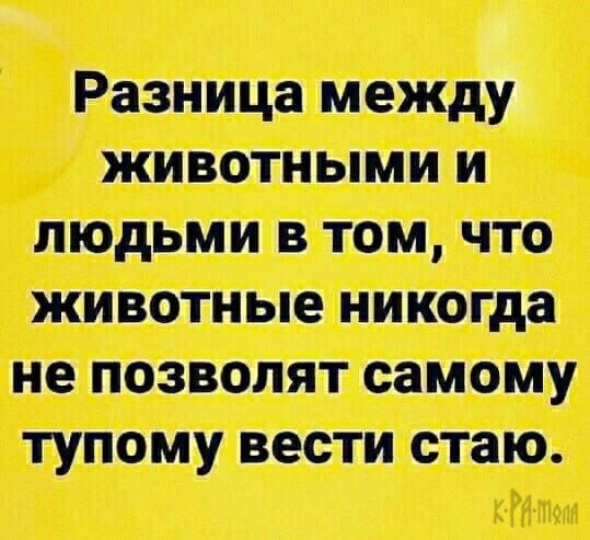 Стая
