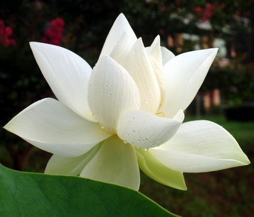 Отчего вы не буддист