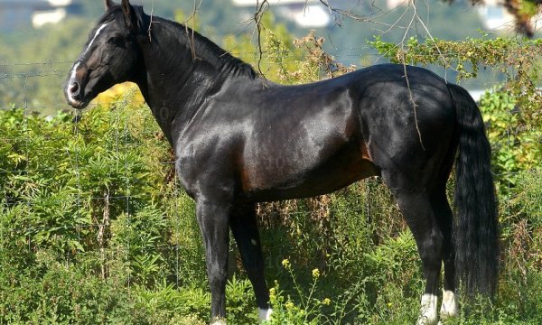 Иберийская лошадь (2)