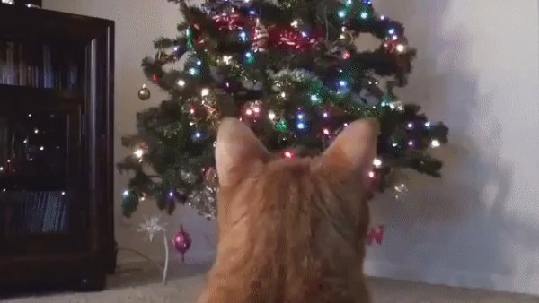 gif 1481490014