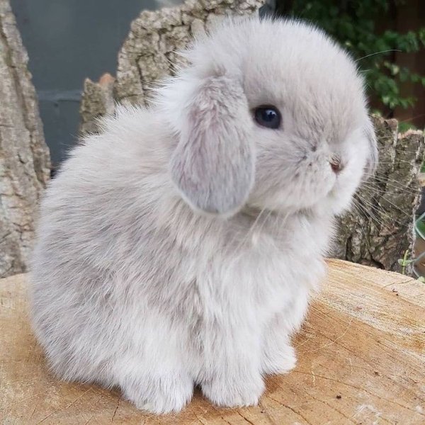 d434e2c40d6385cb244dfcc02ca2