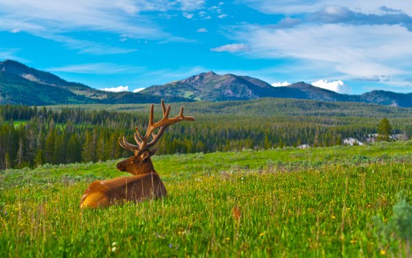 Animals of Yellowstone