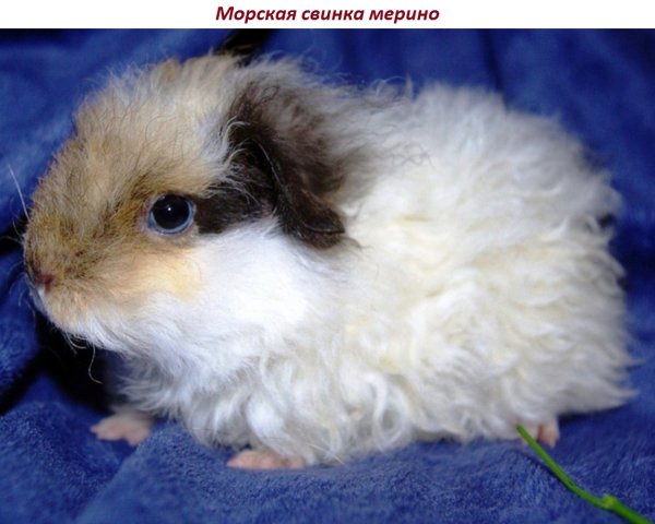 Морская свинка мерино