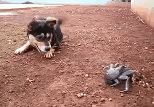 собакен, краб, живность