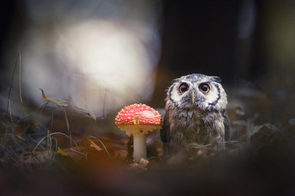 Сова
