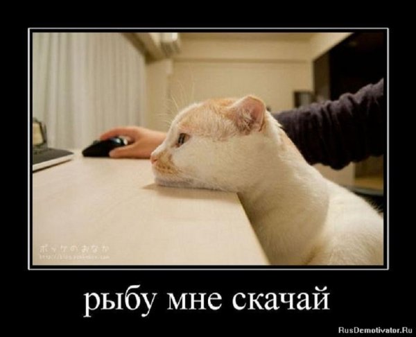 Рыбу мне скачай